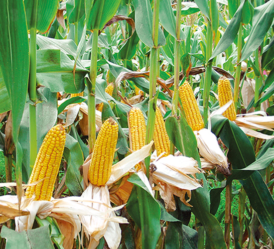 ƽ��8̖(h��o)-���׷N��-ƽ�S�N�I(y��)