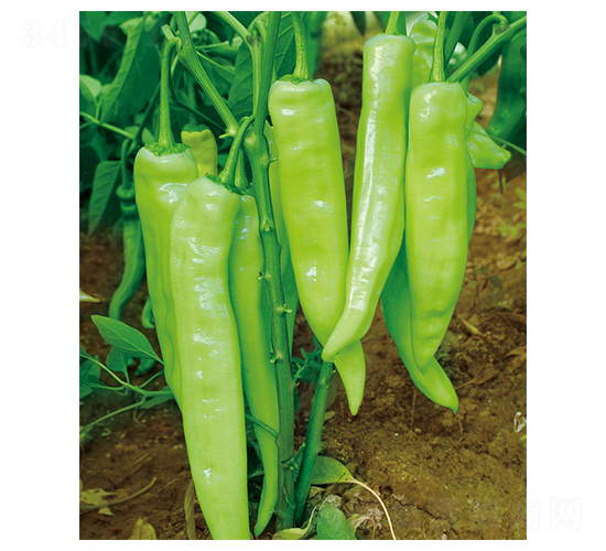 ƽ��9199-�����N��-ƽ�S�N�I(y��)