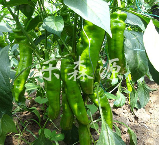 ��������-�����N��-��ɭԴ