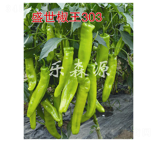 ʢ������303-�����N��-��ɭԴ