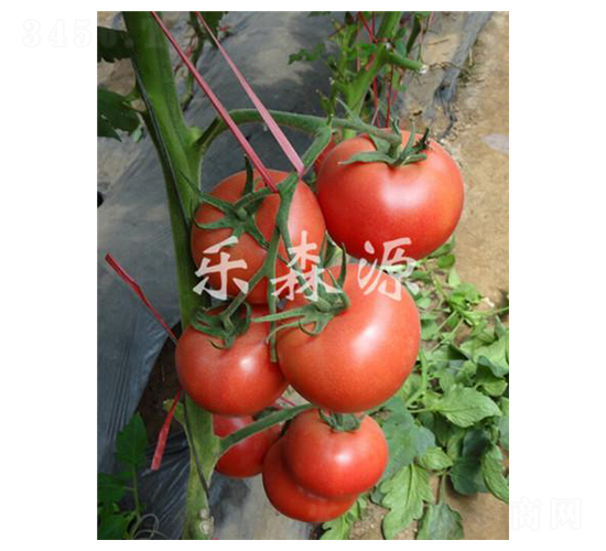 �������-���ѷN��-��ɭԴ