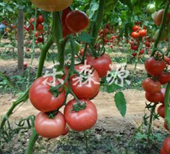 �W��258-���ѷN��-��ɭԴ