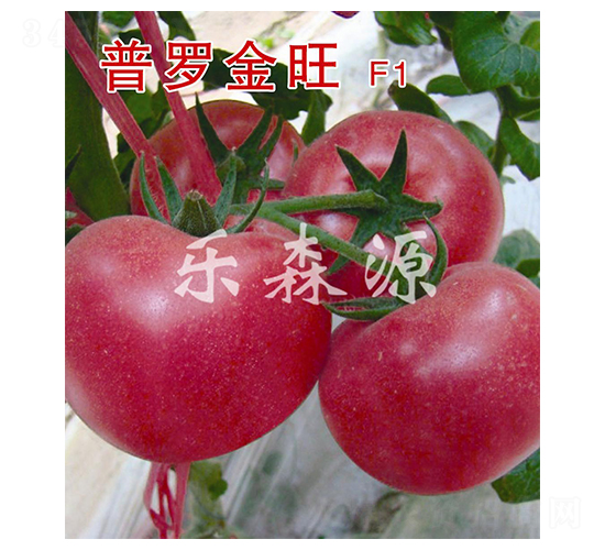 ���_����-���ѷN��-��ɭԴ