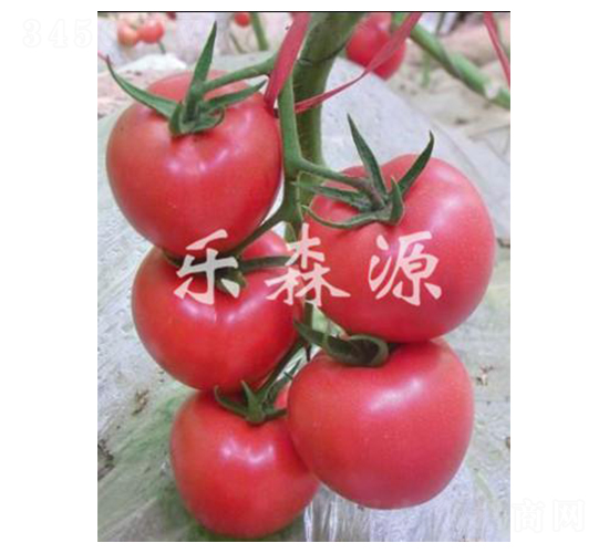 �ѷ�806-���ѷN��-��ɭԴ