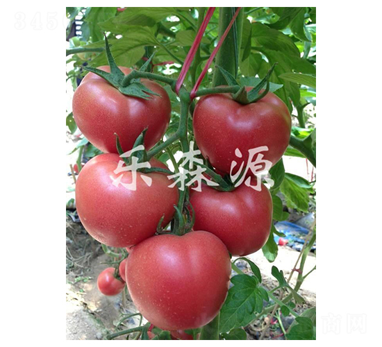 �ۄ���101-���ѷN��-��ɭԴ