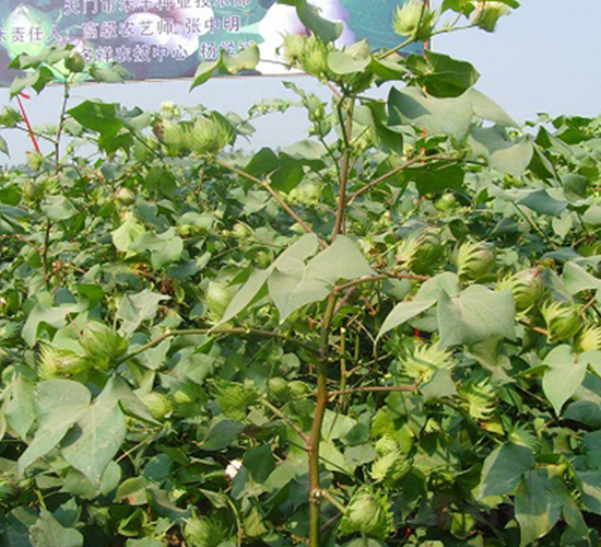 �~�s411-�޻��N��-���r(n��ng)�l(f��)