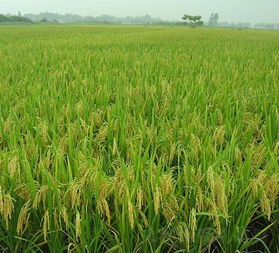 �Ƀ�(y��u)287-ˮ���N��-���r(n��ng)�l(f��)