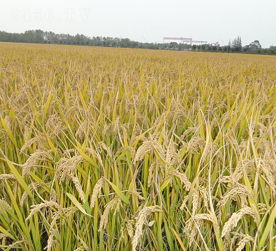 �P(y��ng)��4227-ˮ���N��-���r(n��ng)�l(f��)