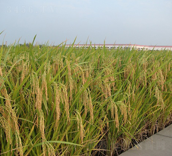 �P�Ƀ�(y��u)013-ˮ���N��-���r(n��ng)�l(f��)