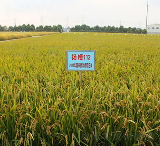 �P(y��ng)��113-ˮ���N��-���r(n��ng)�l(f��)