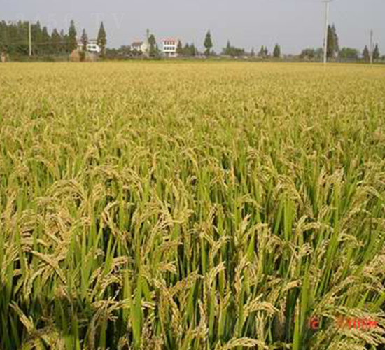 ����15-ˮ���N��-���r(n��ng)�l(f��)