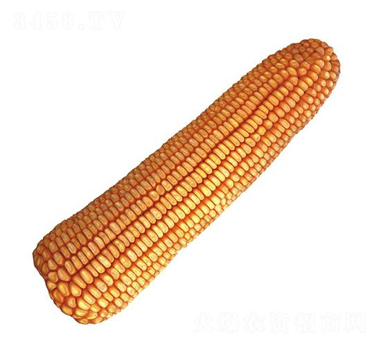 º��13-���׷N��-���r(n��ng)�l(f��)