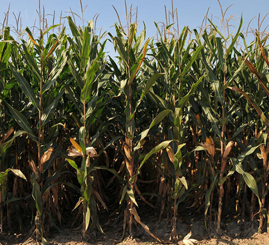 º��19-���׷N��-���r(n��ng)�l(f��)