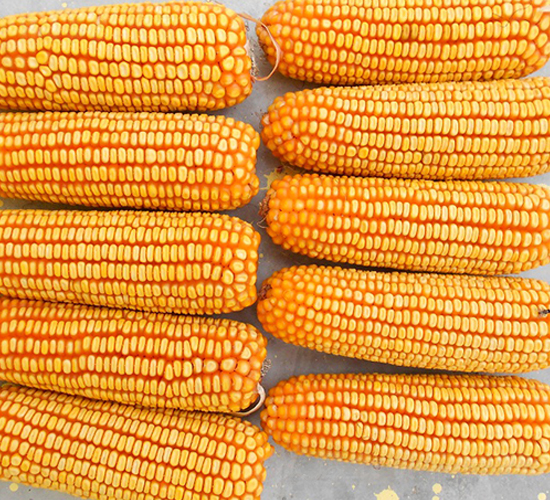 �h��777-���׷N��-���r(n��ng)�l(f��)