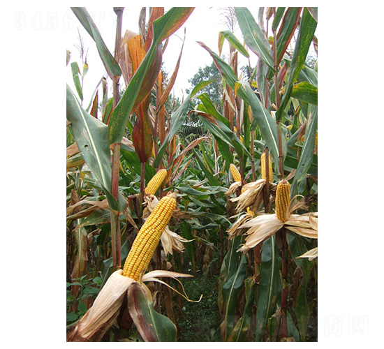 ��ʢ��818-���׷N��-���r(n��ng)�l(f��)