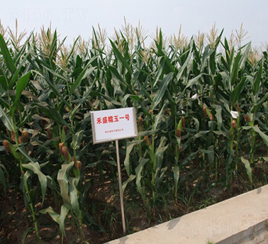 ��ʢŴ��1̖-���׷N��-���r(n��ng)�l(f��)