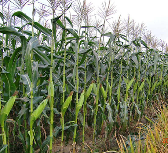 �A����8̖-���׷N��-���r(n��ng)�l(f��)