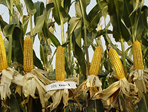 ����7̖-���׷N��-���r(n��ng)�l(f��)