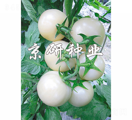 ����������-���ѷN��-����