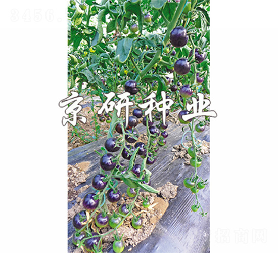 �������_�h-���ѷN��-����