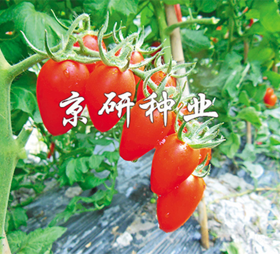 �����t�_1̖(h��o)-���ѷN��-����