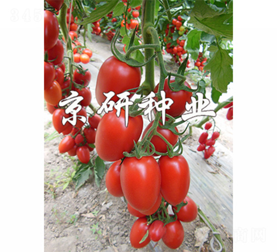 �����t�_2̖(h��o)-���ѷN��-����