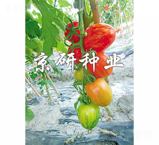 �����в�2̖(h��o)-���ѷN��-����