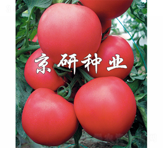 Ӳ��8̖-���ѷN��-����