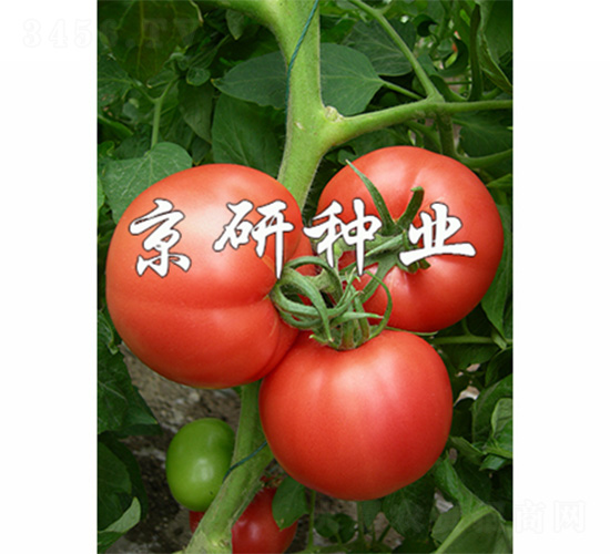 �ɿ�5̖-���ѷN��-����