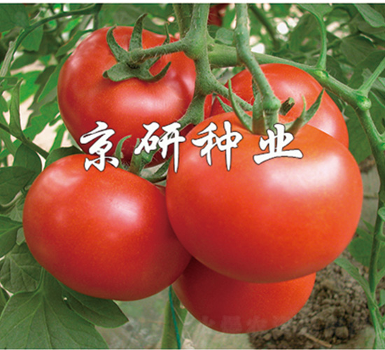 �Ѽt7̖-���ѷN��-����