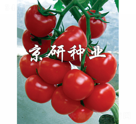 �tؐؐ-���ѷN��-����