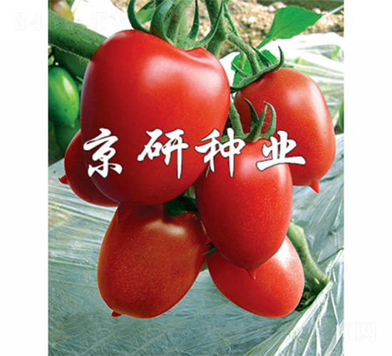 �t��1̖(h��o)-���ѷN��-����