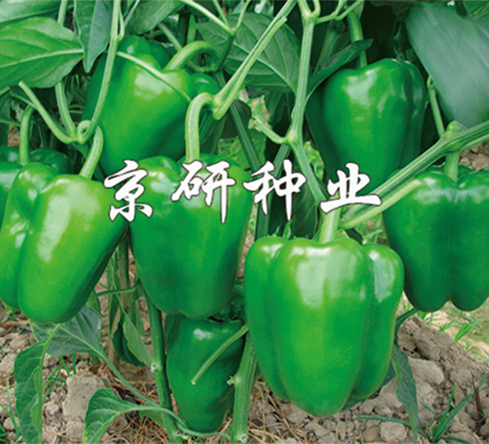 ����105-�����N��-����