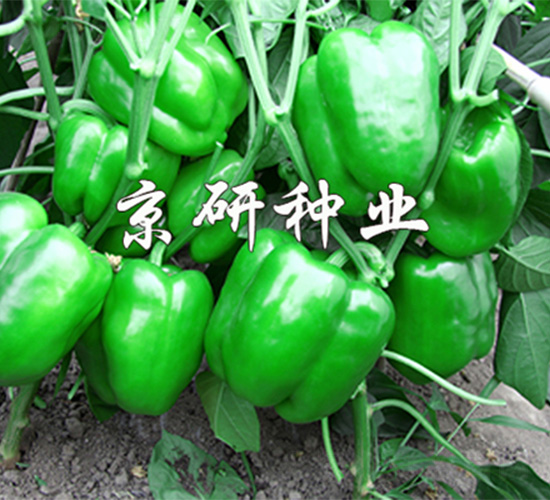 ����109-�����N��-����