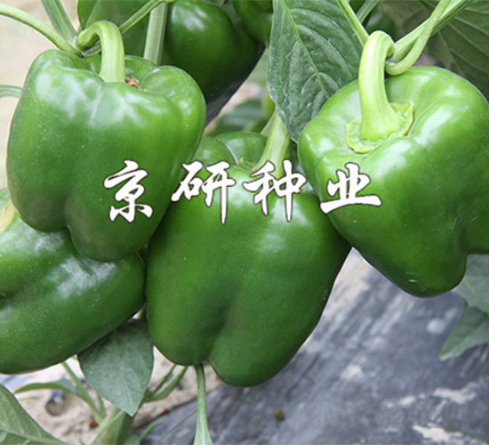 ����809-�����N��-����