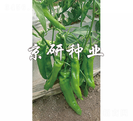 ����308-�����N��-����