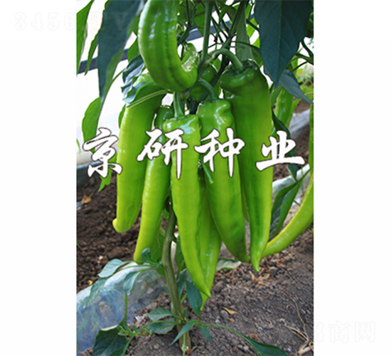 ����903-�����N��-����