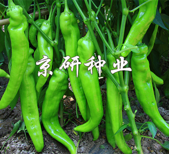 ����908-�����N��-����