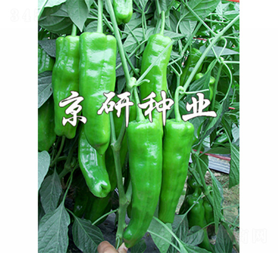 ����313-�����N��-����