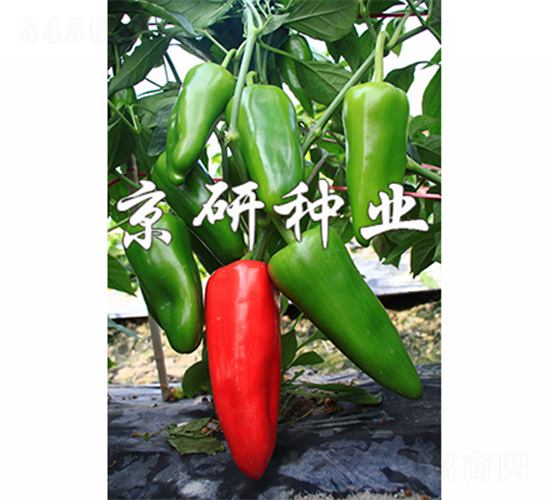 ����318-�����N��-����