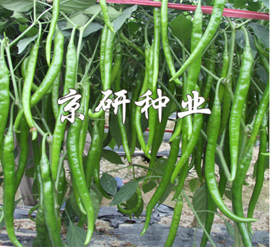 ����409-�����N��-����