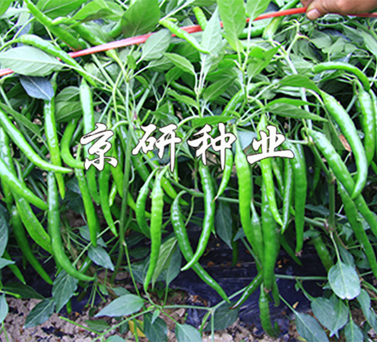 ��(gu��)��407-�����N��-����