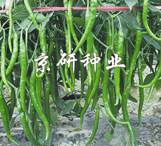 ����412-�����N��-����