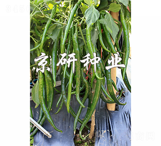 ����428-�����N��-����