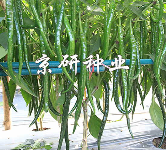 ����429-�����N��-����