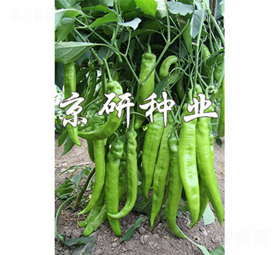 ����907-�����N��-����