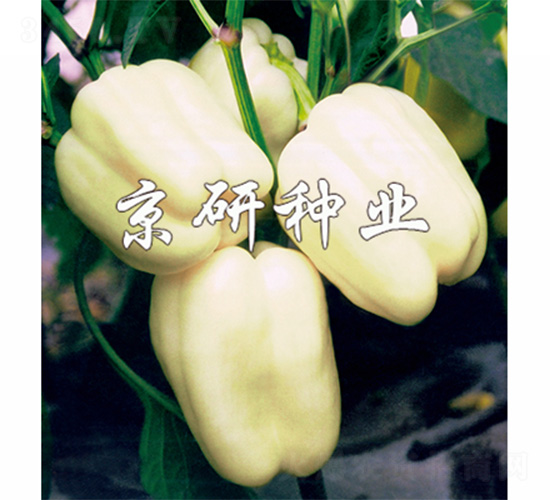 ����2̖(h��o)-�����N��-����