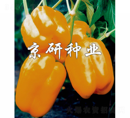 ����2̖-�����N��-����