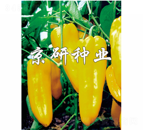 �S��-�����N��-����