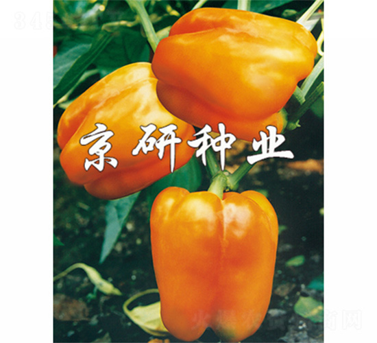 �S��1̖-�����N��-����